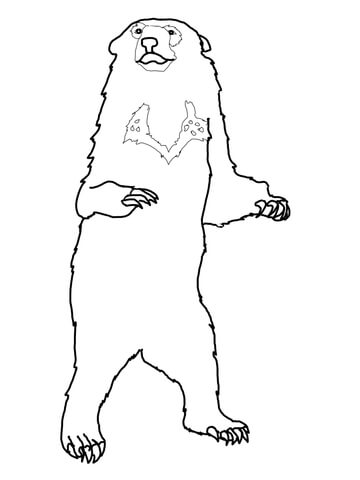 Honey Bear Coloring Page